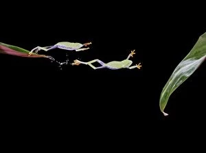 Red-eyed treefrog jumping to leaf