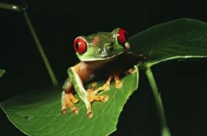 Red-eyed TREEFROG - on leaf