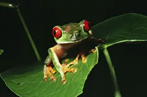Red-eyed Treefrog - On leaf. Panama, Central America