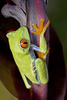 Red-eyed Treefrog - Native to South America