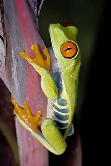 Amphbian Prints: Red-eyed Treefrog - Native to South America