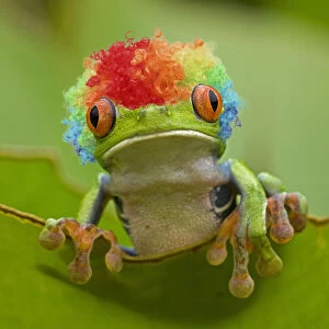 Red-eyed Treefrog wearing rainbow coloured wig