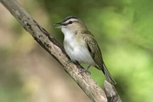 Images Dated 13th May 2005: Red-eyed Vireo - on breeding territory in spring. Connecticut, USA