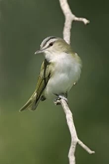 Red-eyed Vireo - On breeding territory in spring