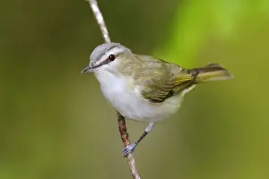 Red-eyed Vireo Connecticut, USA