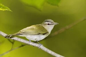 Images Dated 25th May 2006: Red-eyed Vireo Connecticut, USA