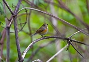 Images Dated 21st October 2010: Red-flanked Bluetail - 1st winter vagrant