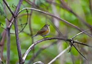 Red-flanked Bluetail - 1st winter vagrant - Lowestoft - Suffolk - October