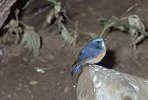 Red-flanked Bluetail