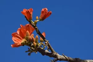 Images Dated 28th June 2008: Red-flowered Kurrajong - brightly red blossoms growing on otherwise bare branches - Northern
