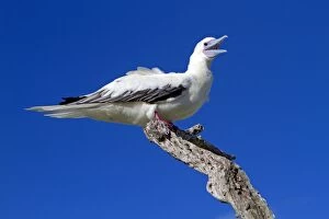 Booby Gallery: Red-footed Booby - calling