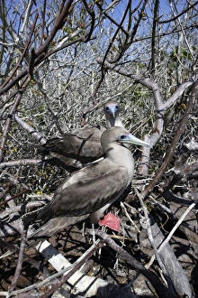 Images Dated 13th April 2005: Red-footed Booby. Genovesa Island. Galapagos Islands