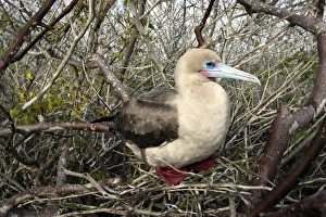Images Dated 13th April 2005: Red-footed Booby. Genovesa Island. Galapagos Islands