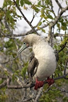 Images Dated 13th April 2005: Red-footed Booby. Genovesa Island. Galapagos Islands