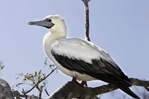 Images Dated 13th April 2005: Red-footed Booby. Genovesa Island. Galapagos Islands