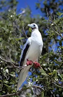 Booby Prints: Red-footed Booby - Seychelles