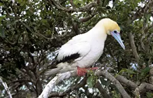 Red-footed Booby - Seychelles