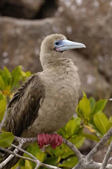 Nesting Gallery: Red-footed booby (Sula sula websteri) sitting