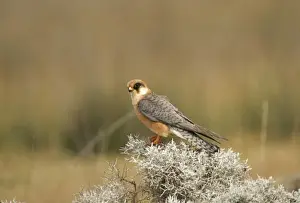 Red-footed Falcon Female