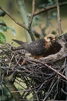 Red-footed Falcon - female at nest