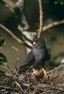Red-footed Falcon - male