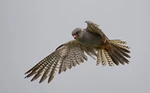 Red-footed Falcon male hovering in pasture field