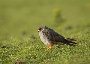 Red-footed Falcon male in pasture field