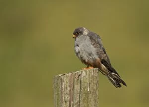 Red-footed Falcon male perched on fence post in