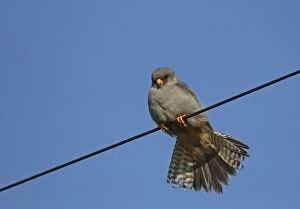 Red-footed Falcon male perched on wire in pasture field