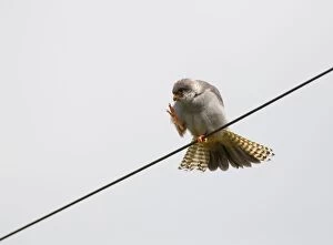 Red-footed Falcon male preening perched on wire