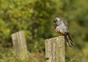 Red-footed Falcon male preening whilst perched