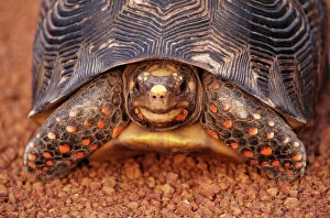 Red-footed TORTOISE