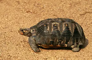 Red-footed Tortoise Venezuela