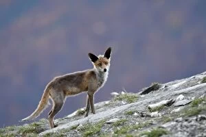 Images Dated 29th October 2007: Red Fox