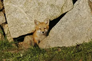 Red Fox