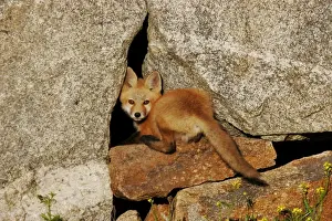 Red Fox