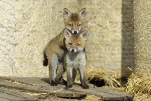 Red Fox - 2 cubs playing in open barn, Hessen, Germany