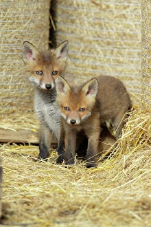 Foxes Gallery: Red Fox - 2 cubs between straw bales in open barn