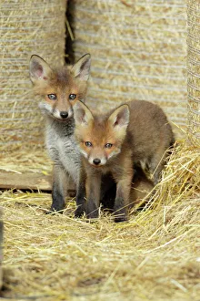 Foxes Gallery: Red Fox - 2 cubs between straw bales in open barn