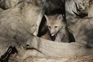 Red Fox - 5 week old cub. Montana - United States