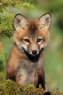 Images Dated 1st June 2009: RED FOX