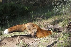 Images Dated 30th May 2009: RED FOX