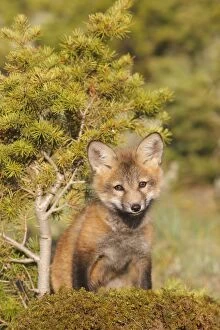Images Dated 1st June 2009: RED FOX