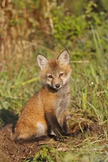 Red Fox - 7 week old cub. Montana - USA