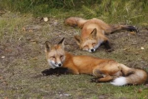 Images Dated 2nd September 2008: RED FOX