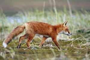 Images Dated 29th August 2008: RED FOX