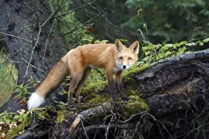 Images Dated 4th September 2008: RED FOX
