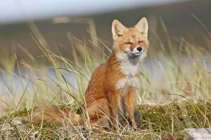 Images Dated 29th August 2008: RED FOX