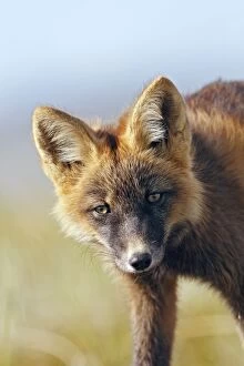 Images Dated 27th August 2008: RED FOX
