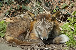 Disease Prints: Red Fox - adult badly affected by mange - Wiltshire - England - UK